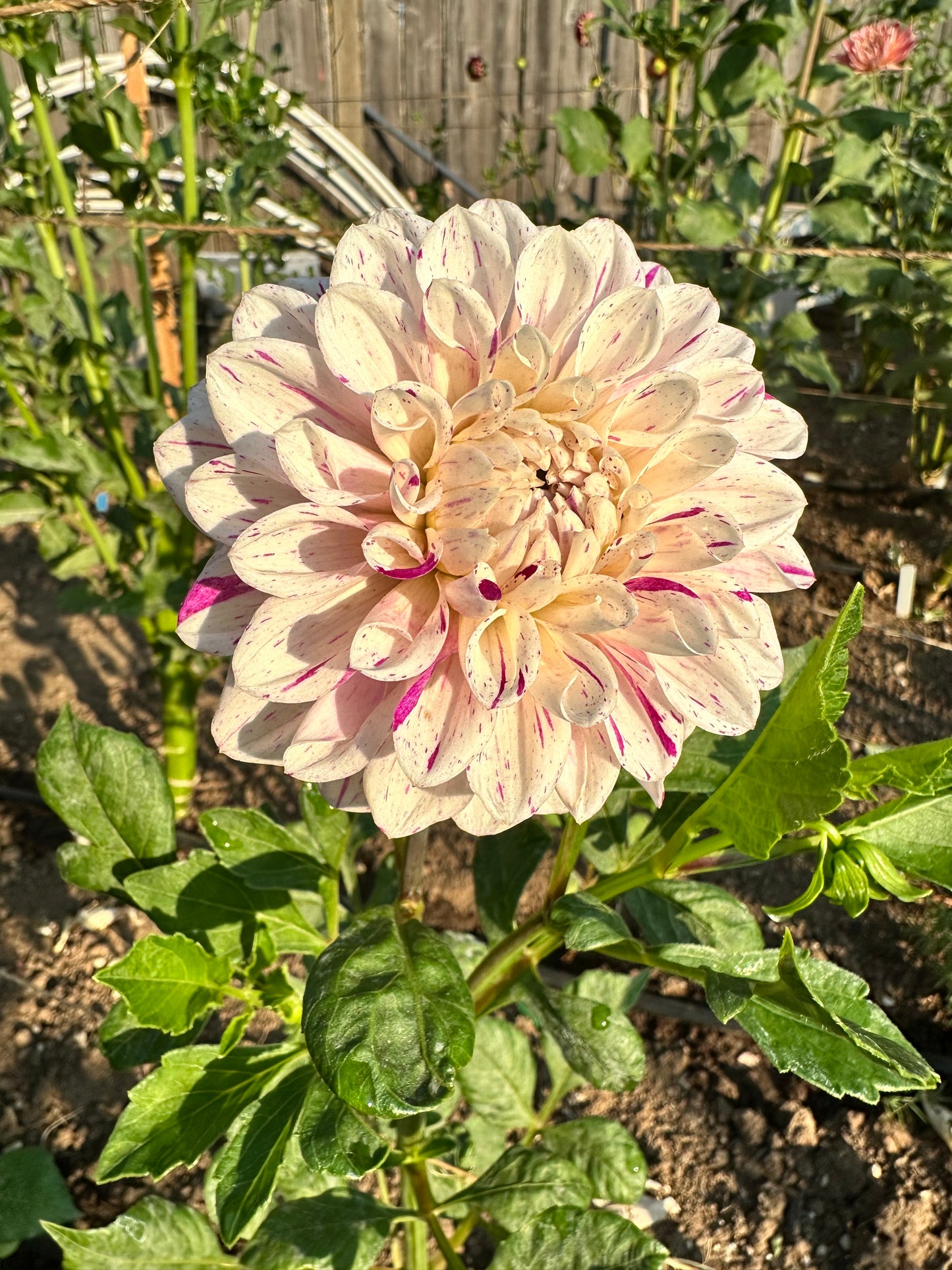 Hollyhill Fingerpaint