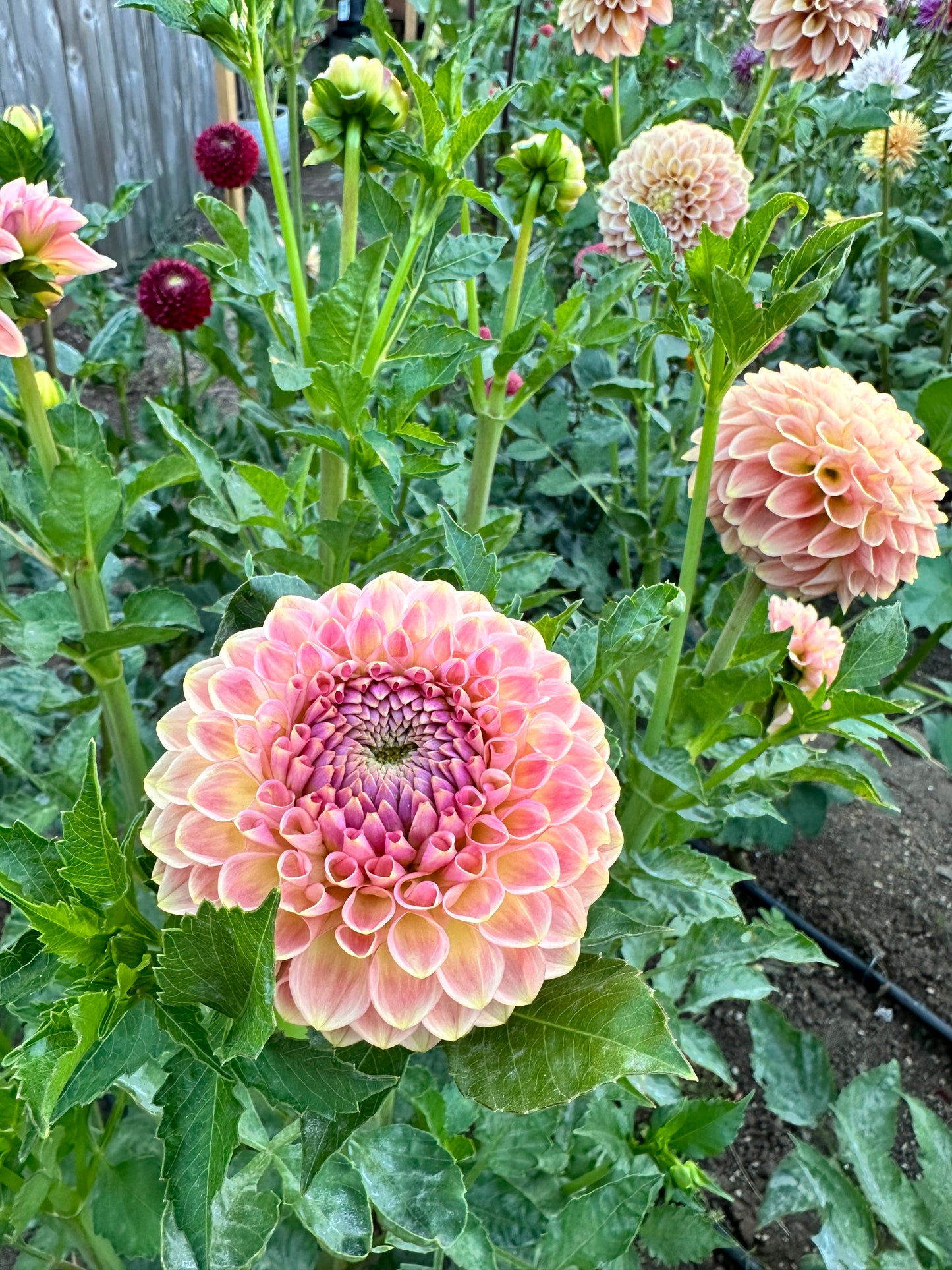 20th Ave Softer Peach