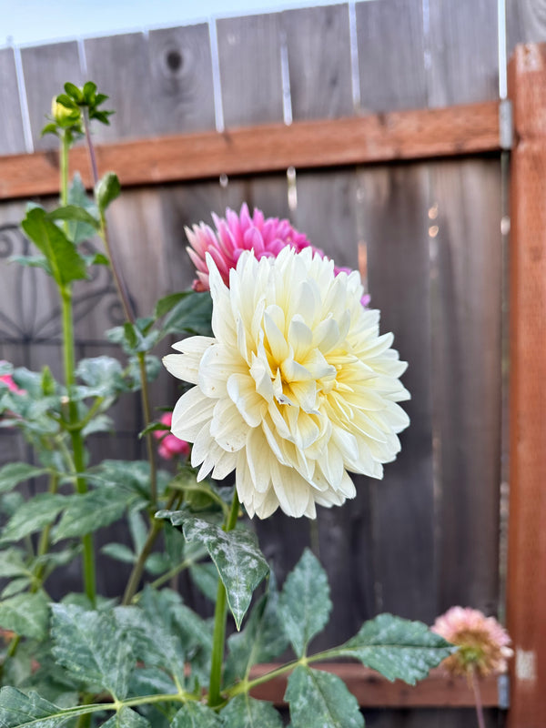 Hollyhill Creamy Cutting
