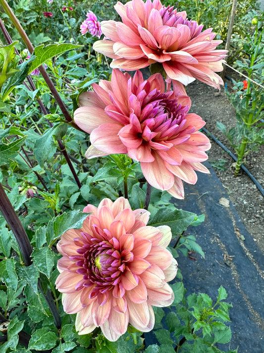 Chateau de la Bourdaisiere