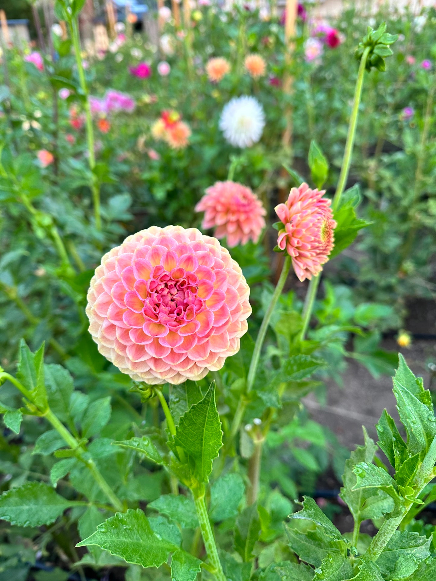 20th Ave Softer Peach