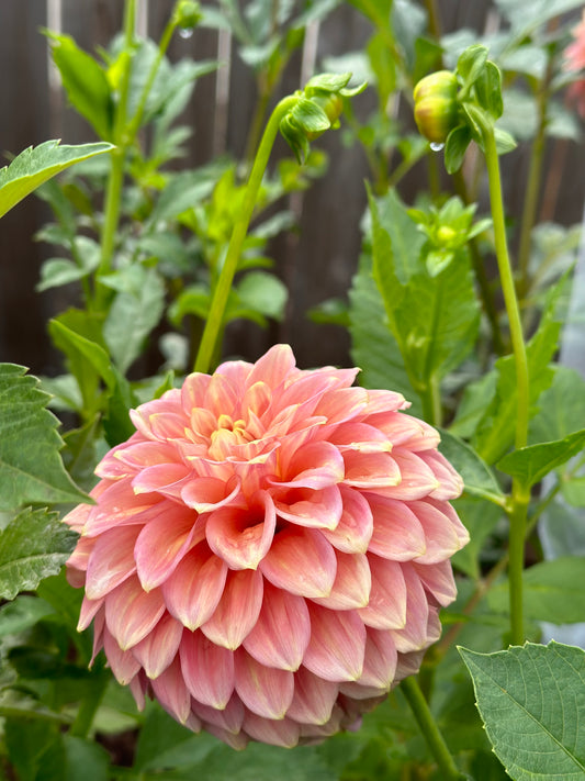 20th Ave Softer Peach