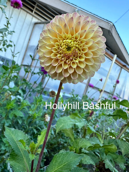 Hollyhill Bashful