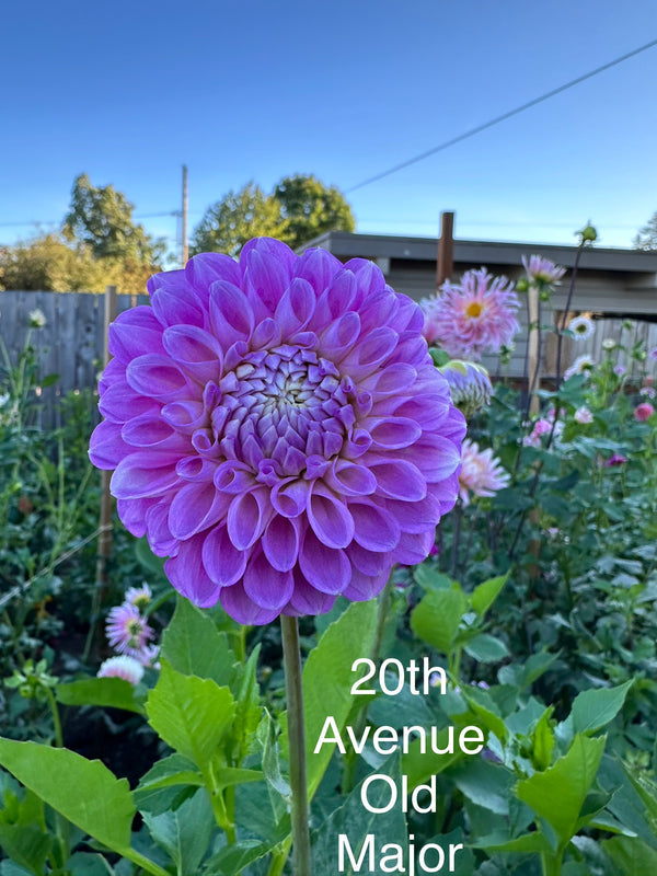20th Ave Old Major