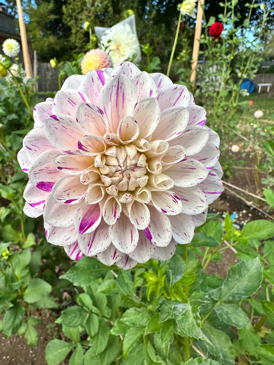 Hollyhill Fingerpaint