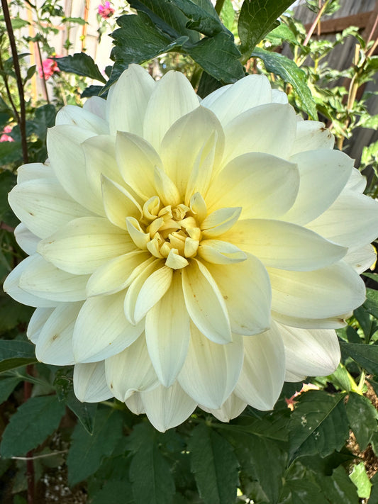 Hollyhill Creamy Cutting