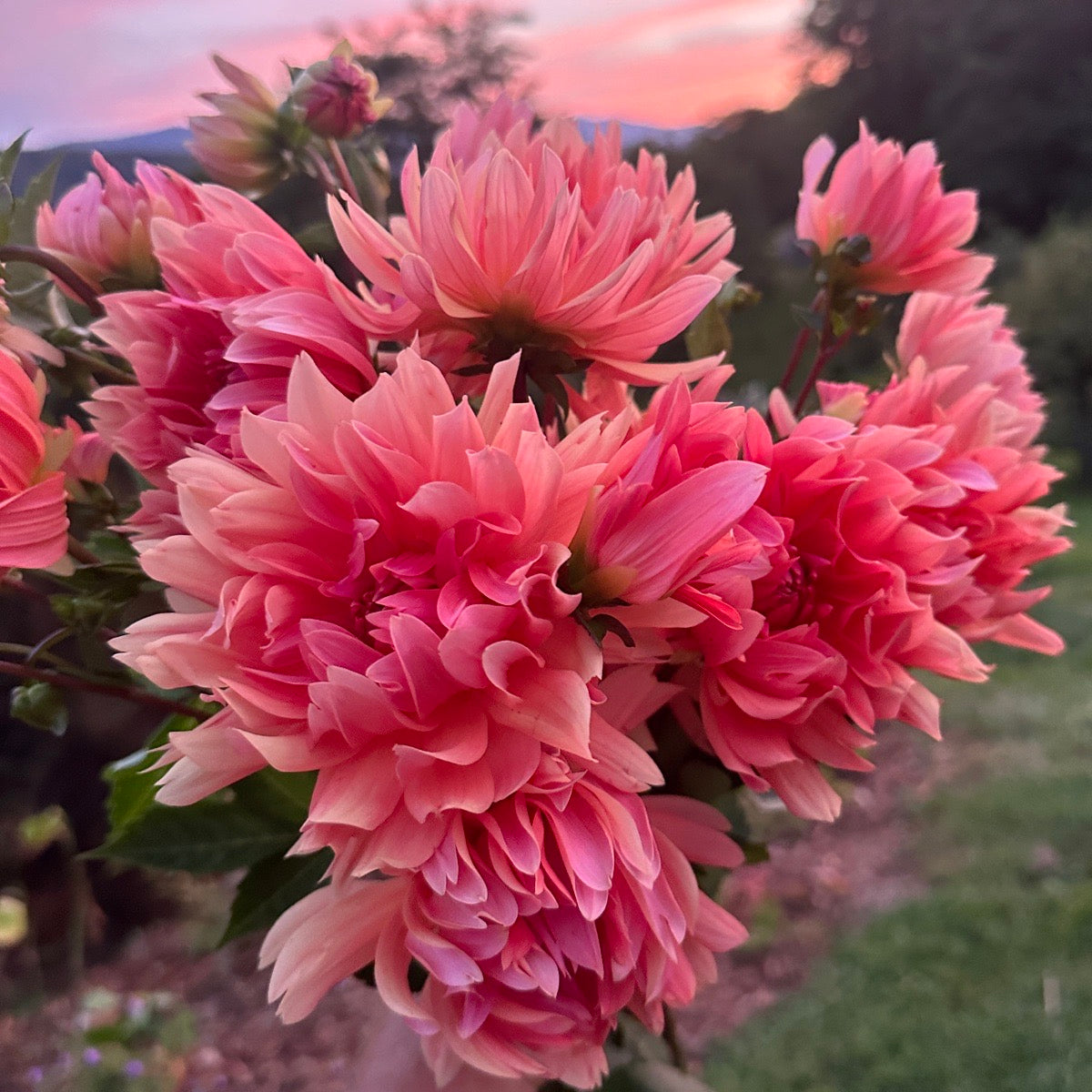 Lee Watermelon Granita