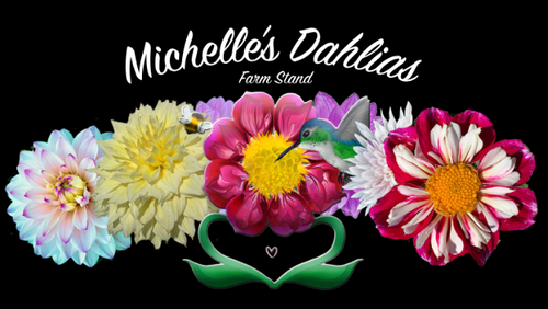 Michelle’s Dahlias