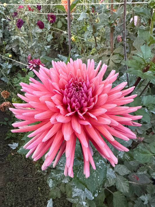 Allen's Smokey Skies