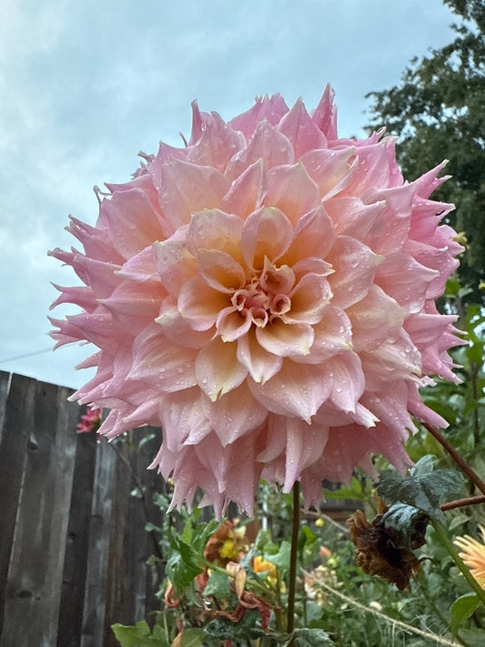 Lee's Pink Grapefruit