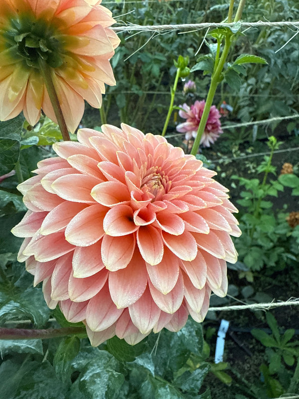 KA Guava